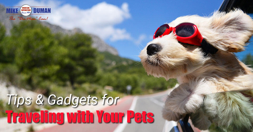 traveling-with-pets-gadgets-tips