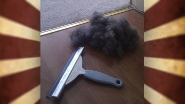 Use squeegee and water mister to get rid of pet hair