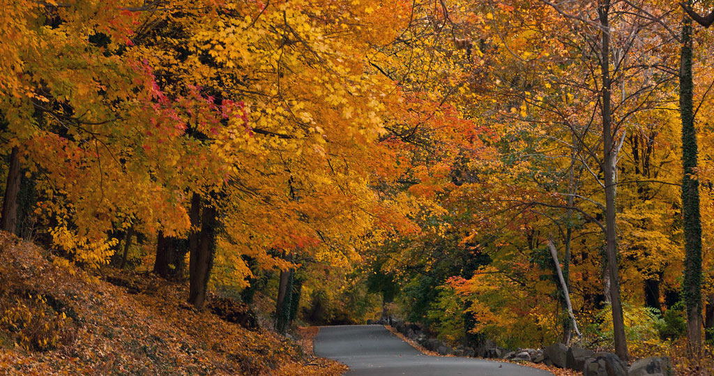 Where to find the right vehicle to enjoy fall foliage on the road